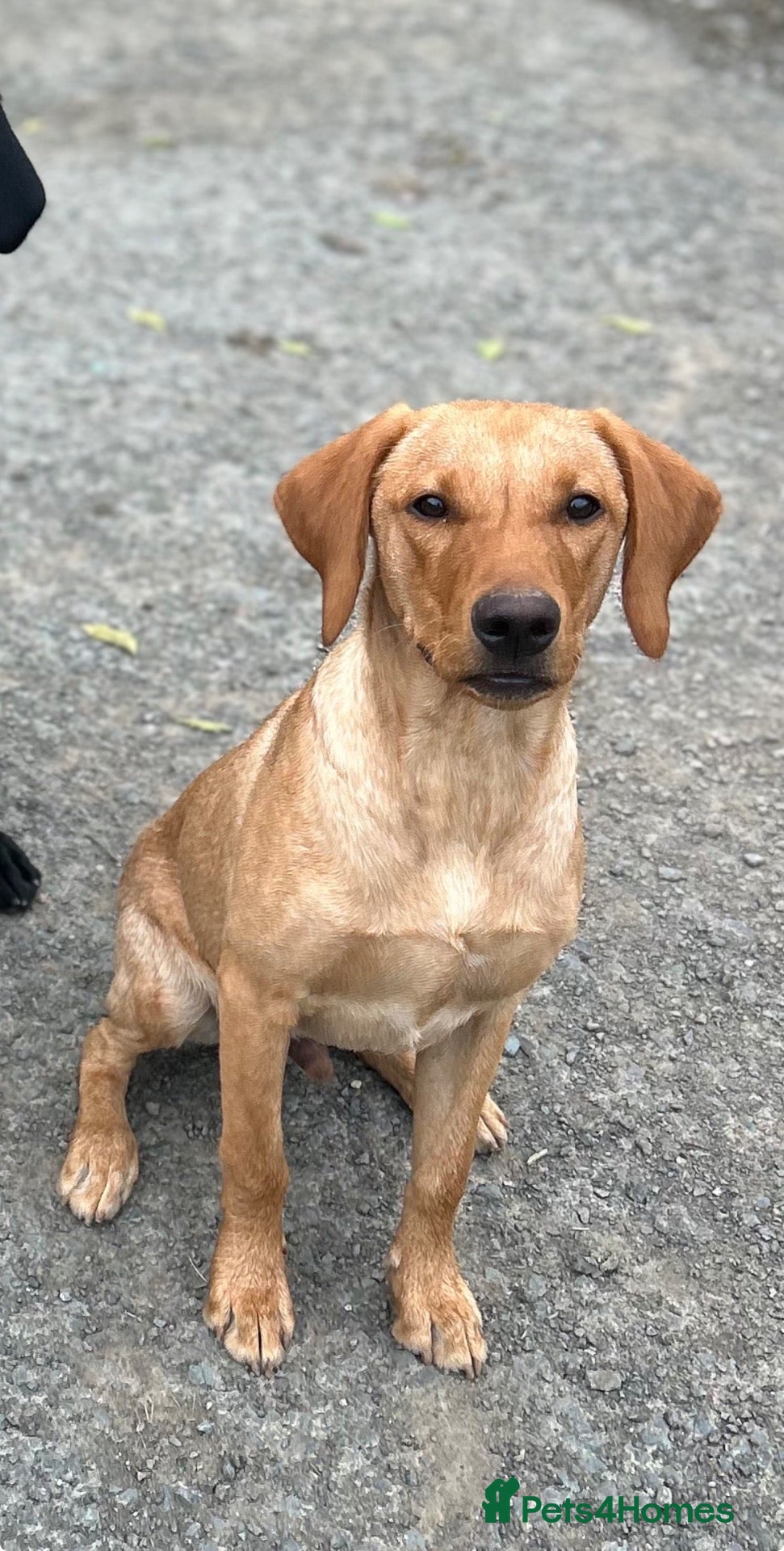 Labrador Retriever dogs Gunner KC reg health tested Labrador 6 months old - Advert 15