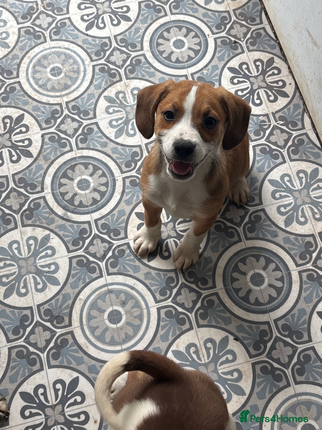 Mixed Breed dogs for sale: Staff x  in Limavady - Image 6