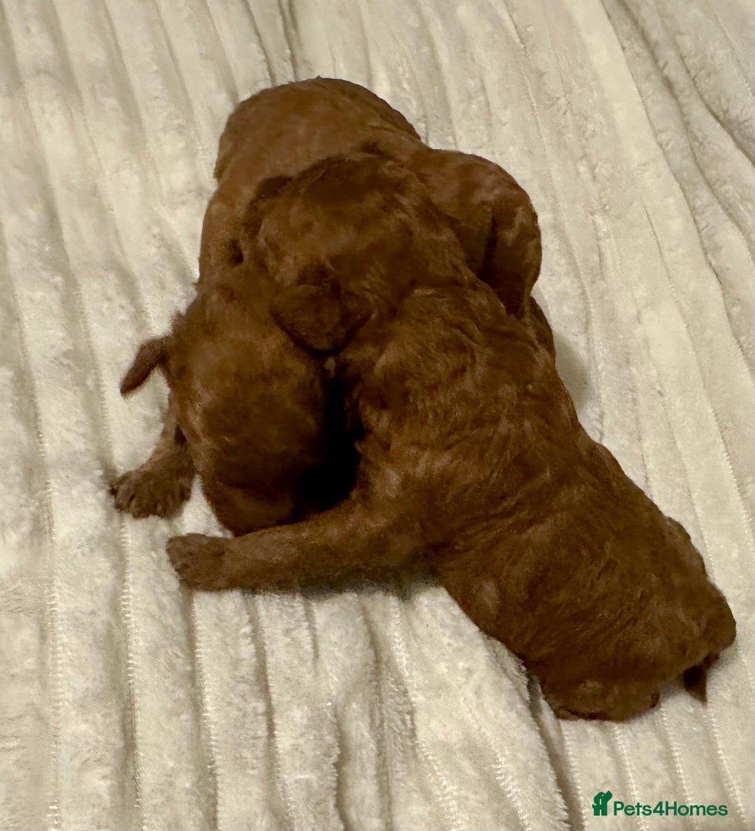 Toy Poodle dogs for sale: 2 TINY BOYS LEFT kc registered deep red toy poodle - Advert 15