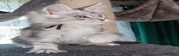 Maine Coon cats for sale: STUNNING PEDIGREE MAINE COON KITTENS - Advert 2