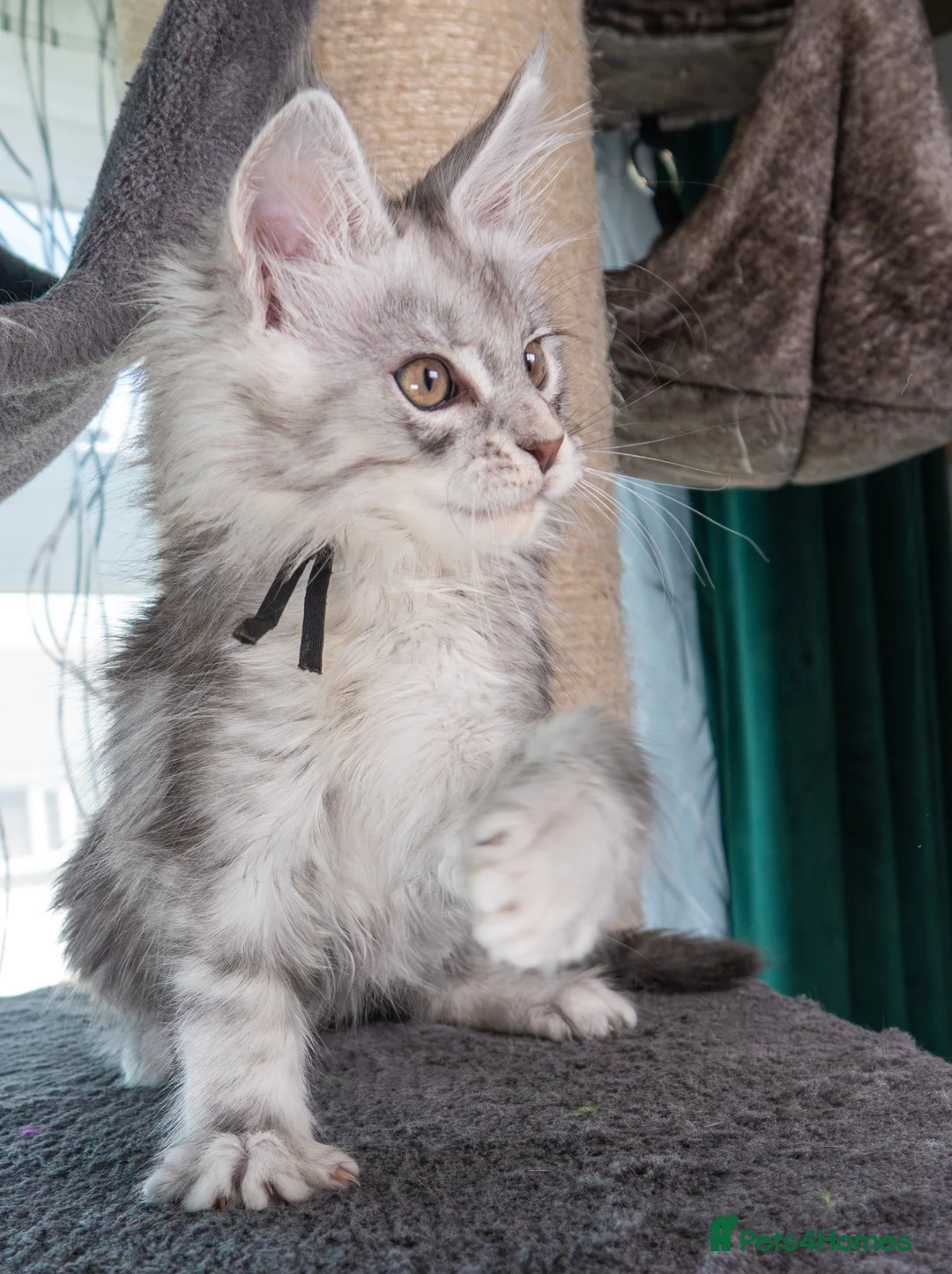 Maine Coon cats for sale: STUNNING PEDIGREE MAINE COON KITTENS - Advert 2
