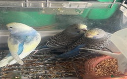 Budgerigars birds for sale: 6 baby budgies for sale  - Image 14