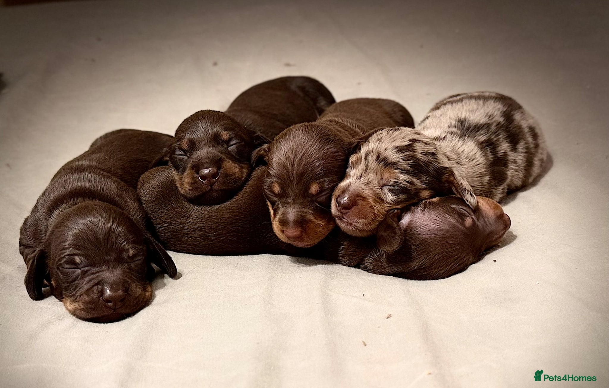 Miniature Dachshund dogs Cute little pumpkins 💕  - Advert 1