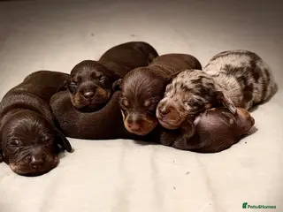 Miniature Dachshund dogs Cute little pumpkins 💕 - Advert 3