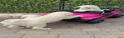 Standard Poodle dogs for sale: 🥇 White KC Standard Poodle Puppies – Ready Now ✨ - Advert 6