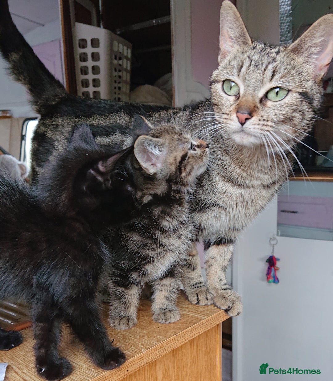 Mixed Breed cats for sale: Beautiful kittens for sale - Image 5