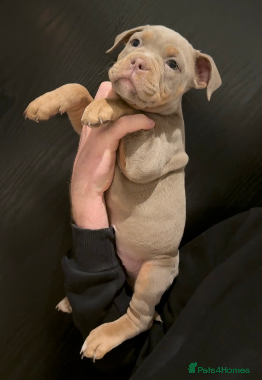 Olde English Bulldogge dogs for sale: Olde English bulldog puppies  - Advert 15