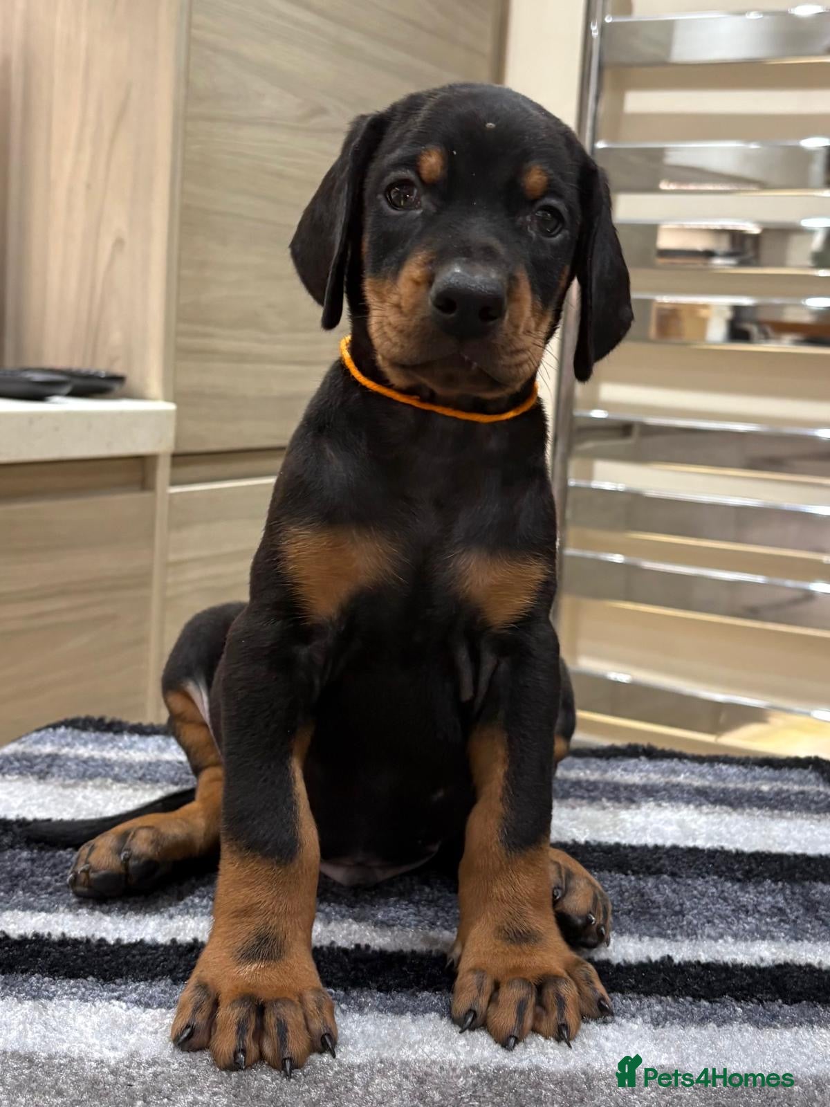 Dobermann dogs Top Quality Dobermann Puppies Available - Advert 2