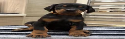 Dobermann dogs for sale: Top Quality Dobermann Puppies Available - Advert 3