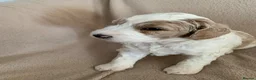 Double Doodle dogs for sale: ⭐️Premium Multi gen Double Doodle puppies - Advert 5