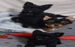 Yorkshire Terrier dogs for sale: Yorkshire Terrier puppies  - Image 22