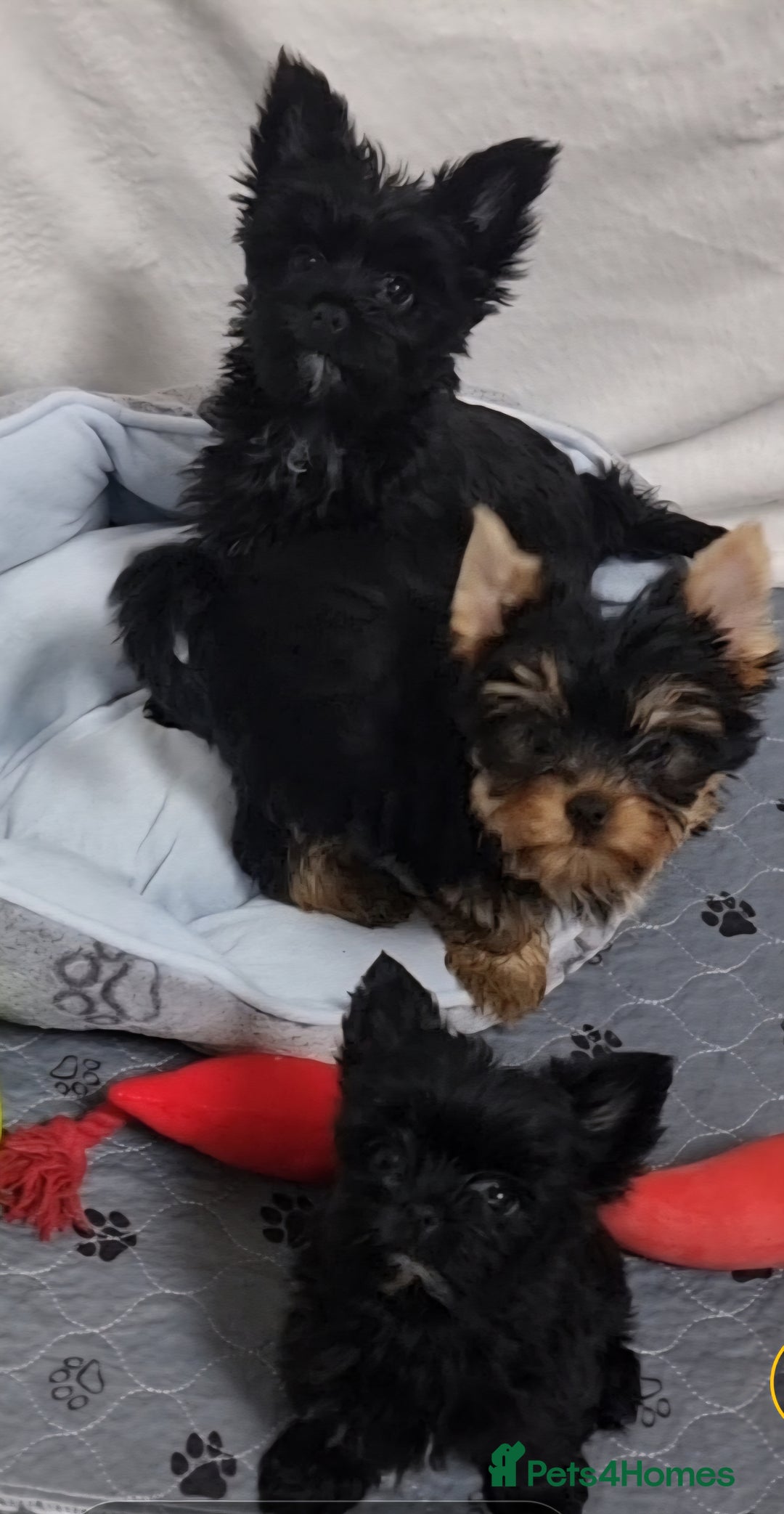 Yorkshire Terrier dogs for sale: Yorkshire Terrier puppies  - Image 22