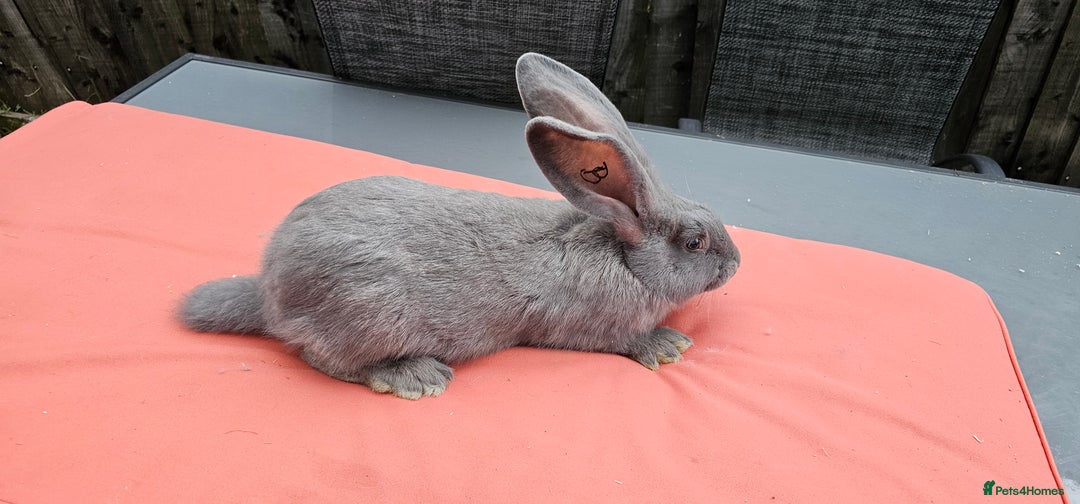 Continental Giant rabbits for sale: Merle colours  , rusian blue fur  - Image 11