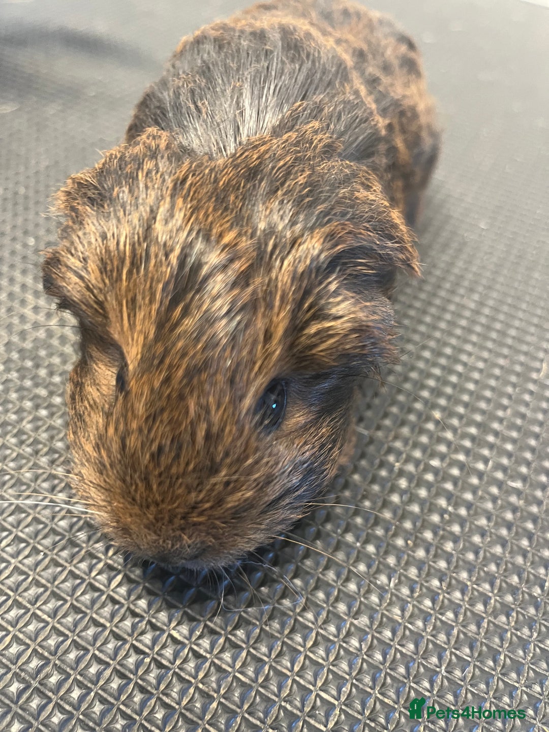 Guinea Pig rodents for sale: Pure bred guinea pigs looking for new homes - Advert 7