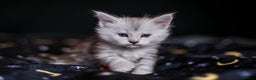 Maine Coon cats for sale: TICA PEDIGREE MAINE COON SHADED KITTENS AVAILABLE - Advert 20