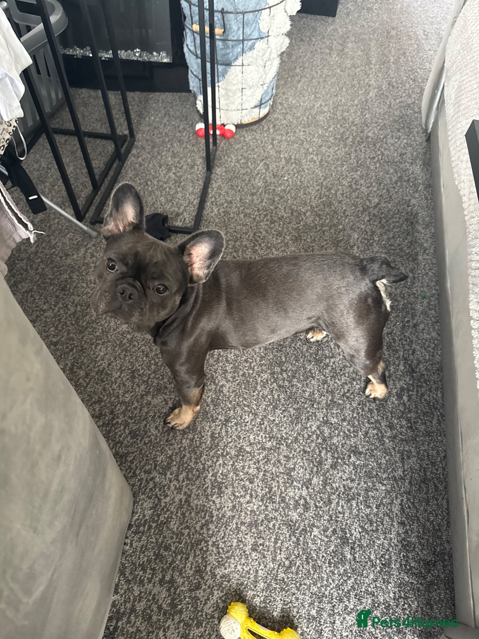 French Bulldog dogs French bulldog for sale  - Advert 7