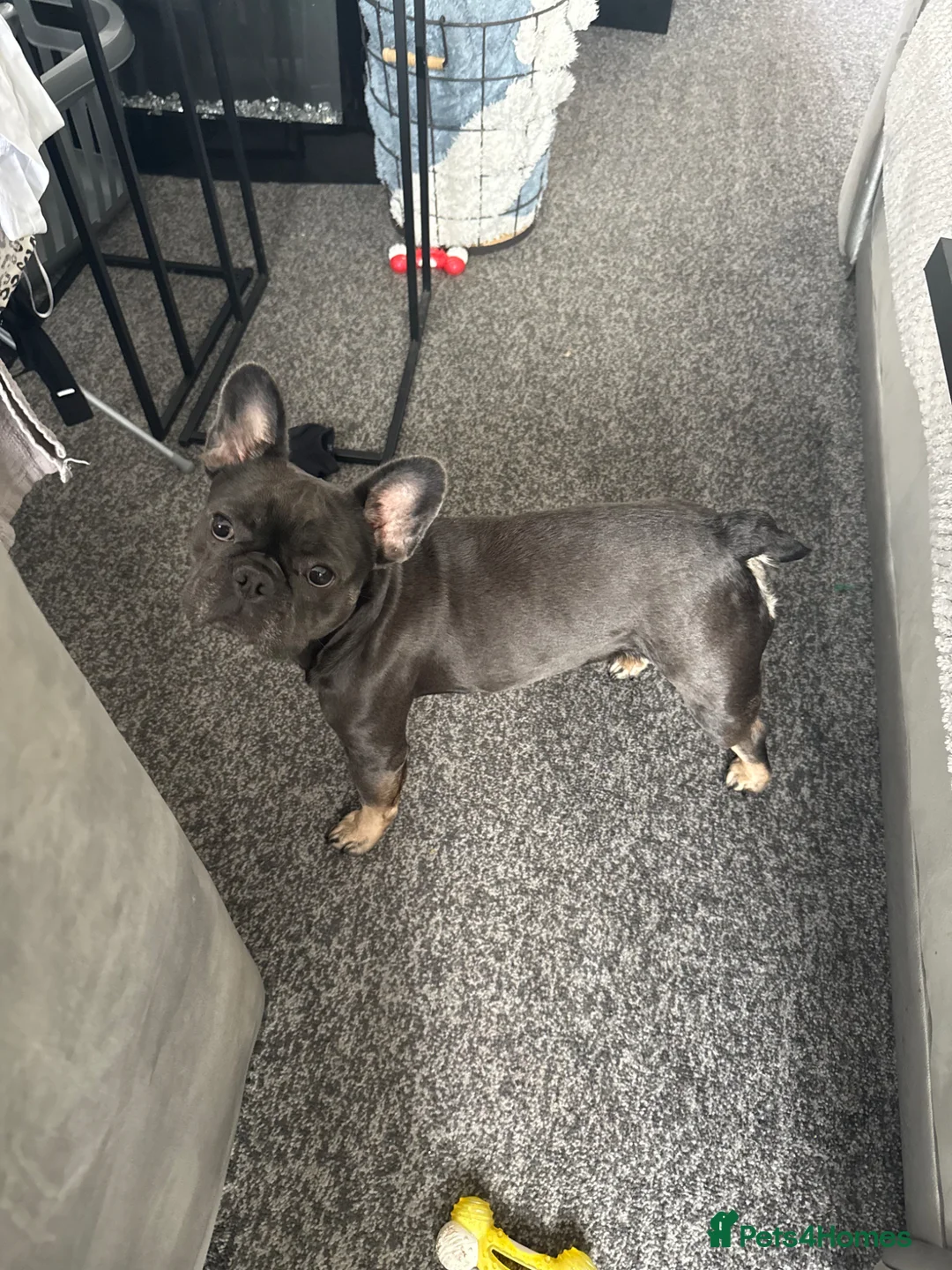 French Bulldog dogs for sale: French bulldog for sale  in Burntwood - Advert 1