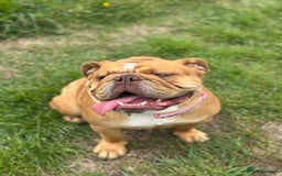 English Bulldog dogs for sale: Willow - Image 4