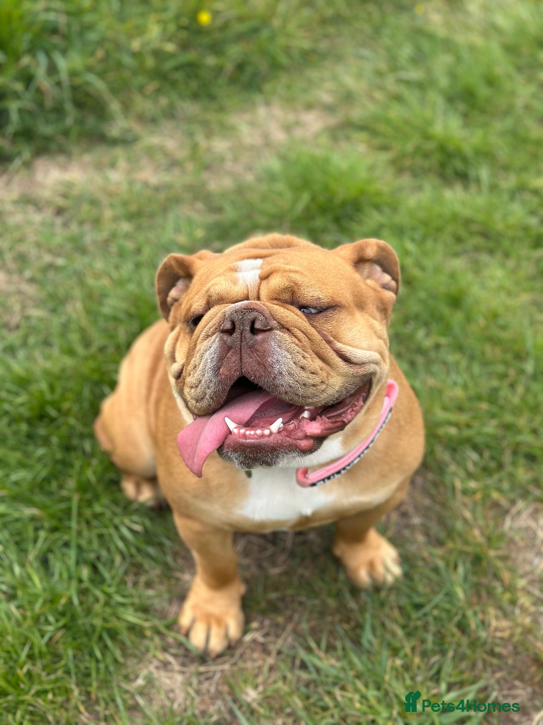 English Bulldog dogs for sale: Willow - Image 4