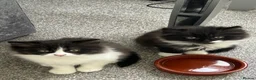 British Shorthair cats for sale: British shorthair cross Domestic longhair kittens  in Chesterfield - Advert 9