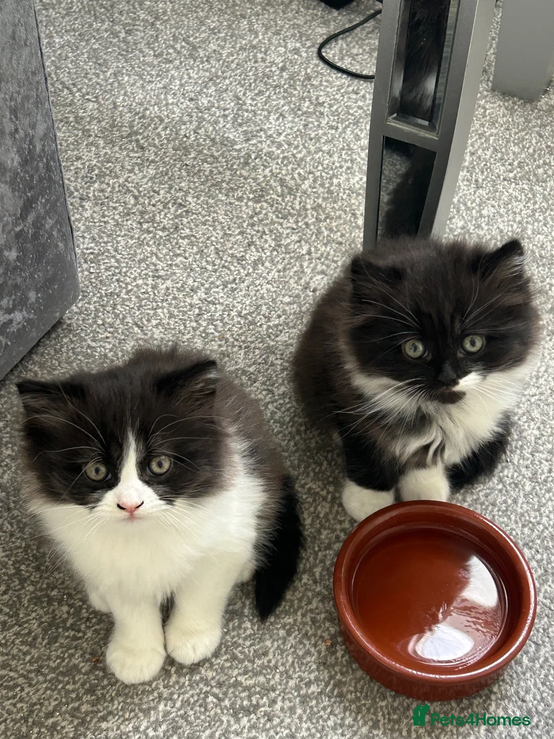 British Shorthair cats for sale: British shorthair cross Domestic longhair kittens  in Chesterfield - Advert 9