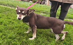 Mixed Breed dogs for adoption: 💖🐶 AZARA 🐶💖 - Image 9