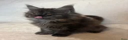 Maine Coon cats for sale: READY NOW 🐾 STUNNING GCCF MAINE COON KITTENS 🐾 - Advert 6