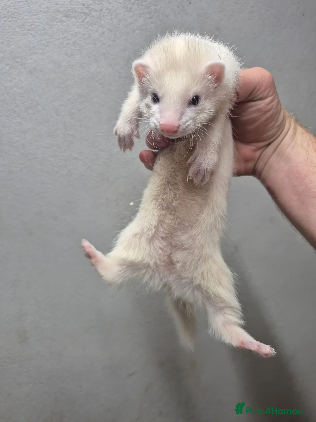 Ferret rodents for sale: Ferrets for sale  in Horley - Advert 2