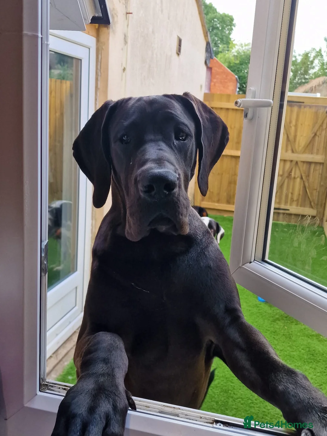 Great Dane dogs for stud: FULLY HEALTH TESTED CHAMPION LINE SOLID BLACK BOY - Advert 2