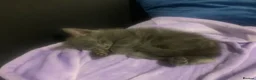 Ragdoll cats for sale: Ragdoll mix  - Advert 5