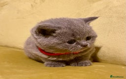 British Shorthair cats for sale: 💕Pure BSH Kittens – Family Raised, Ready December - Image 3