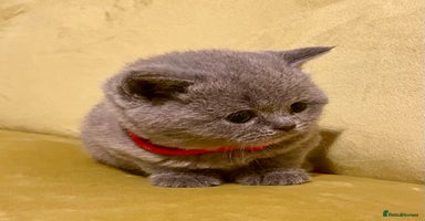 British Shorthair cats - Advert 4