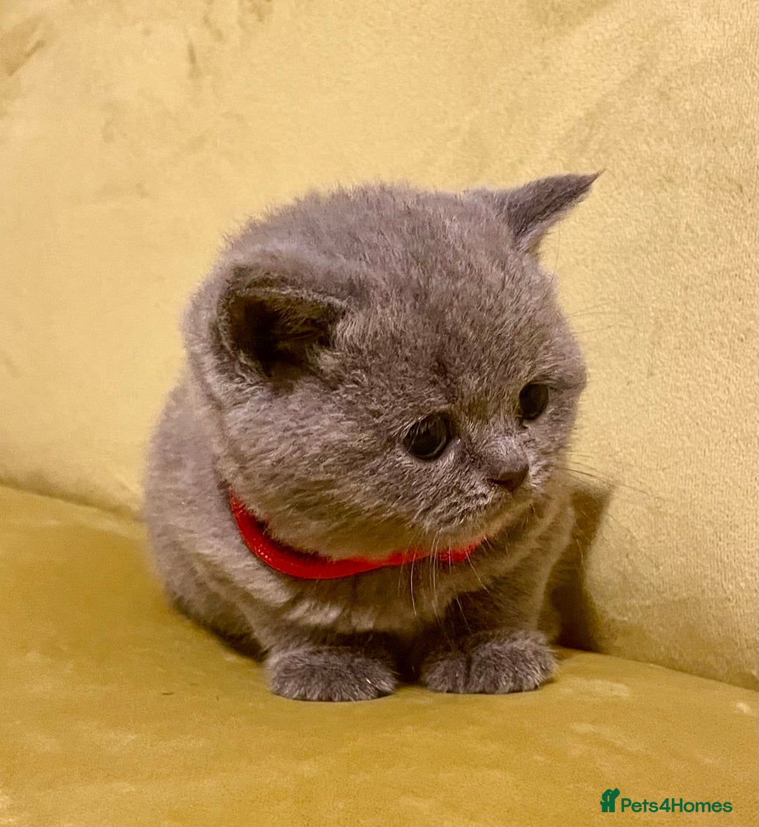 British Shorthair cats for sale: 💕Pure BSH Kittens – Family Raised, Ready December - Image 3