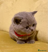 British Shorthair cats - Advert 16