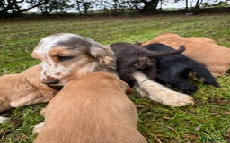 Cocker Spaniel dogs for sale: BEAUTIFUL KC SHOW TYPE COCKER SPANIELS  - Image 6