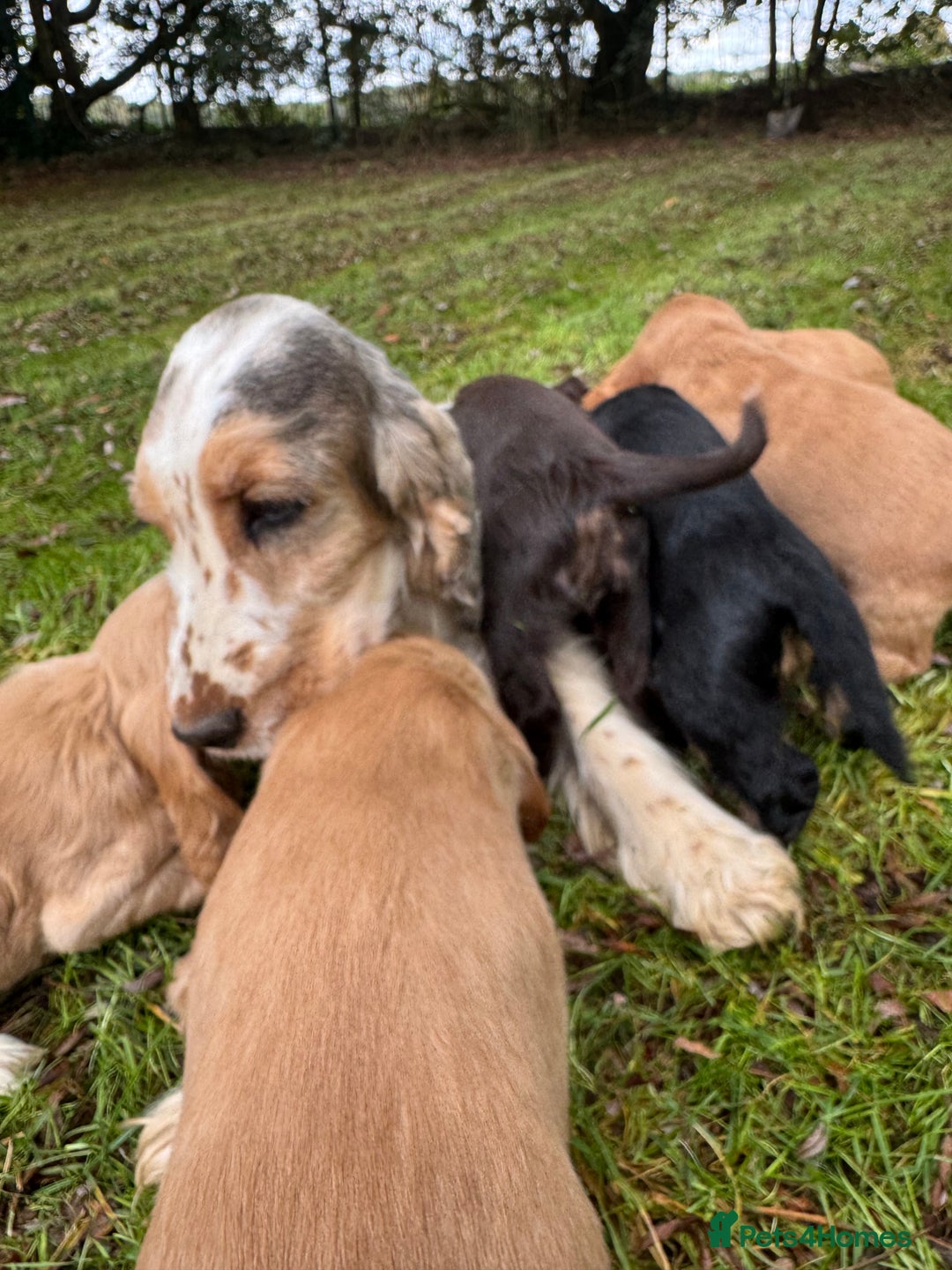 Cocker Spaniel dogs for sale: BEAUTIFUL KC SHOW TYPE COCKER SPANIELS  - Image 6