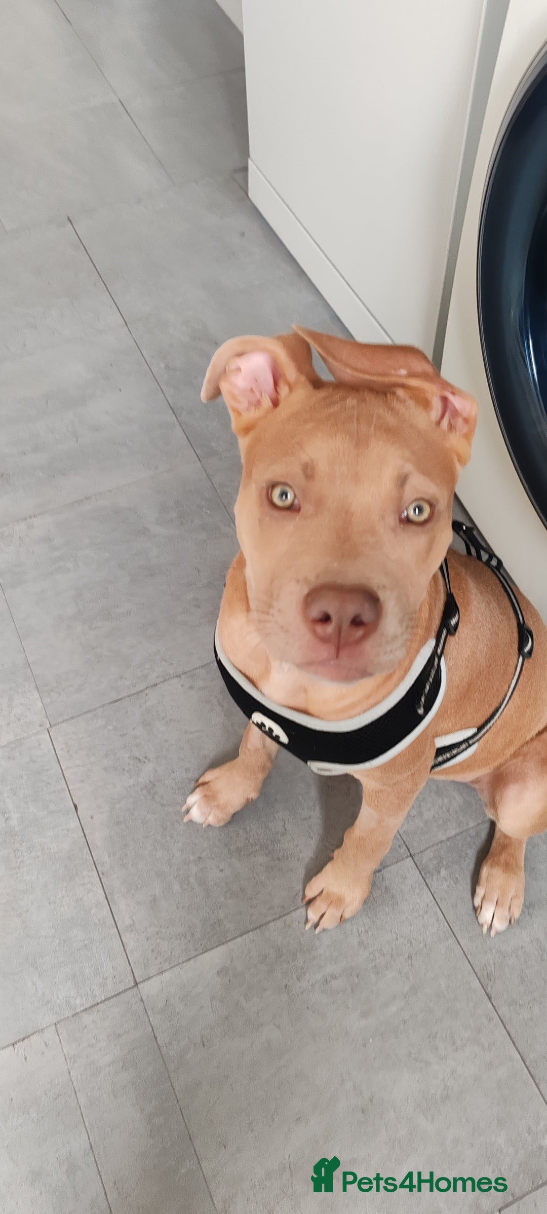 Mixed Breed dogs for sale: Adorable, loving 20 weeks young puppy's  - Image 14
