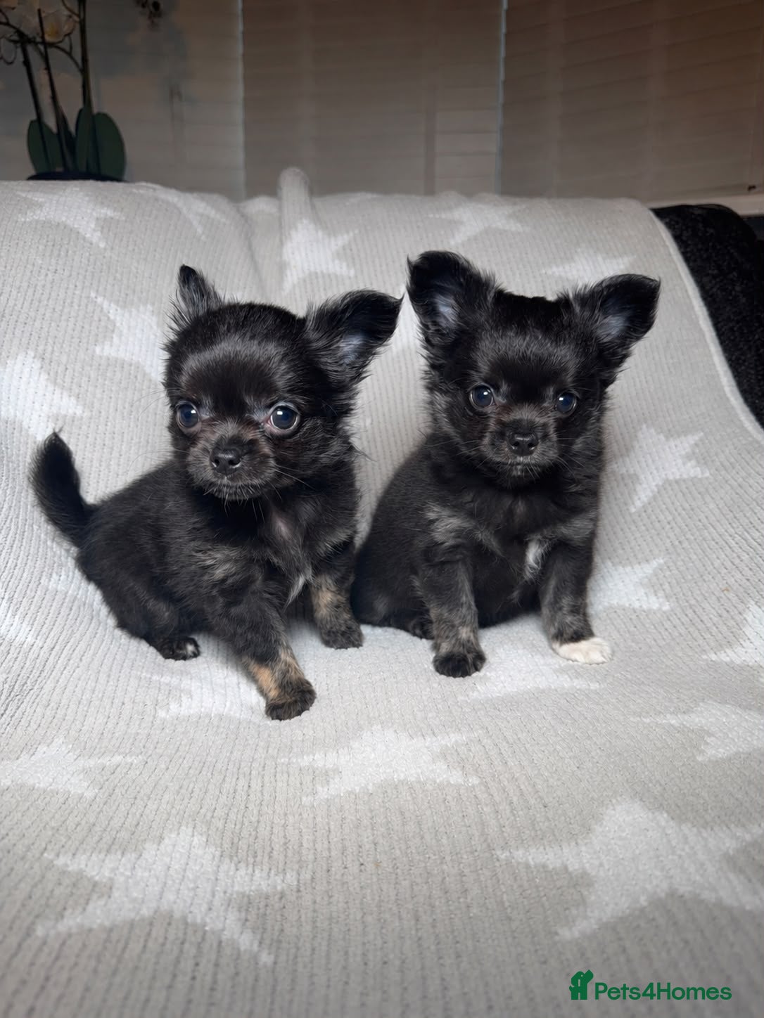 Chihuahua dogs TINY LONGHAIRED CHIHUAHUA PUPPIES  - Advert 3