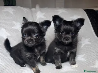 Chihuahua dogs TINY LONGHAIRED CHIHUAHUA PUPPIES - Advert 3