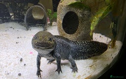 Axolotl reptiles for sale: Pair of axolotl  - Image 7