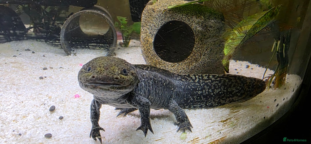 Axolotl reptiles for sale: Pair of axolotl  - Image 7