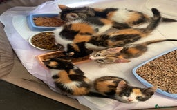 Mixed Breed cats for sale: * Beautiful Calico Litter * - Image 10