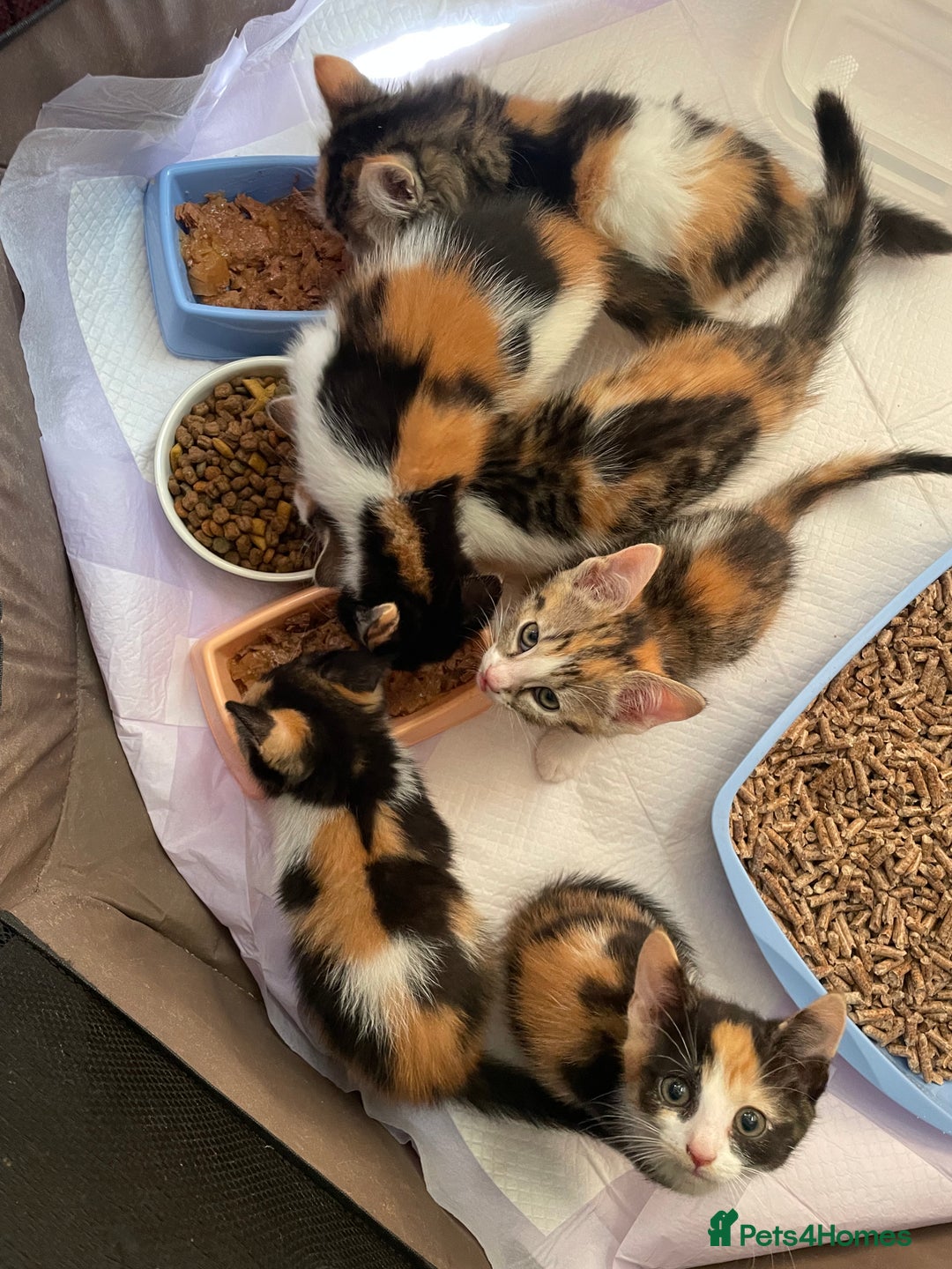 Mixed Breed cats for sale: * Beautiful Calico Litter * - Image 10