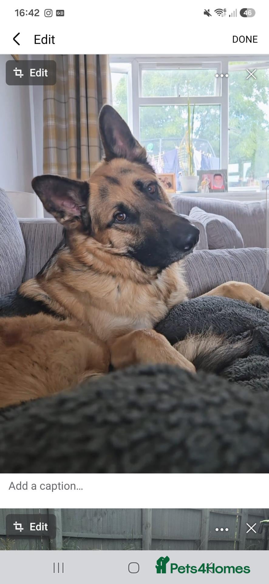 German Shepherd dogs Male German shepherd 2 years 4 months  - Advert 1