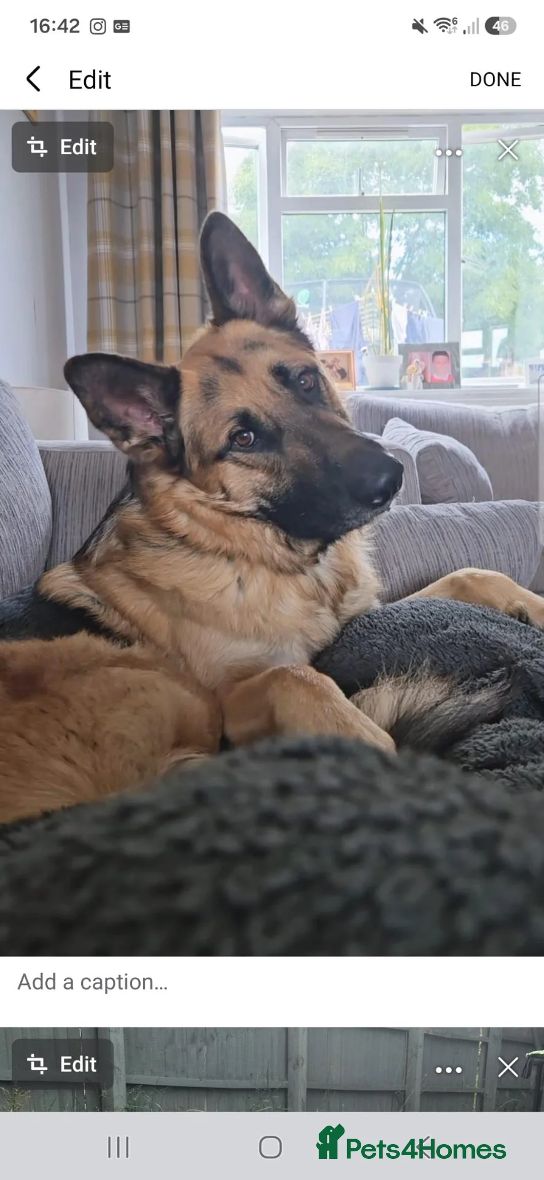 German Shepherd dogs for sale: Male German shepherd 2 years 4 months  in Oswestry - Advert 1