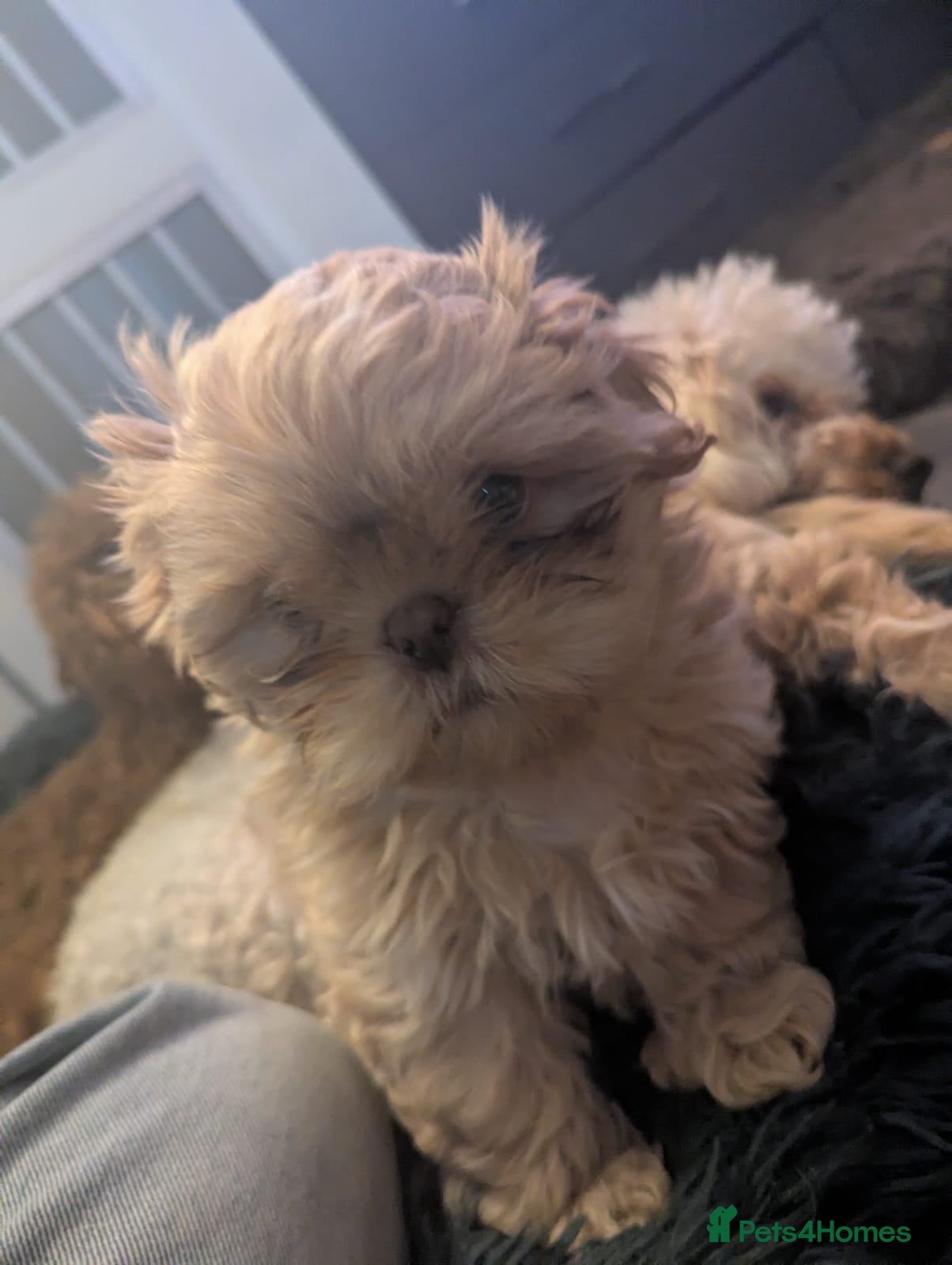 Shih Tzu dogs Imperial shih-tzus - Advert 15