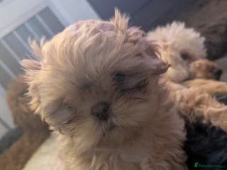 Shih Tzu dogs Imperial shih-tzus - Advert 3