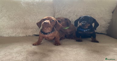 Miniature Dachshund dogs - Advert 5