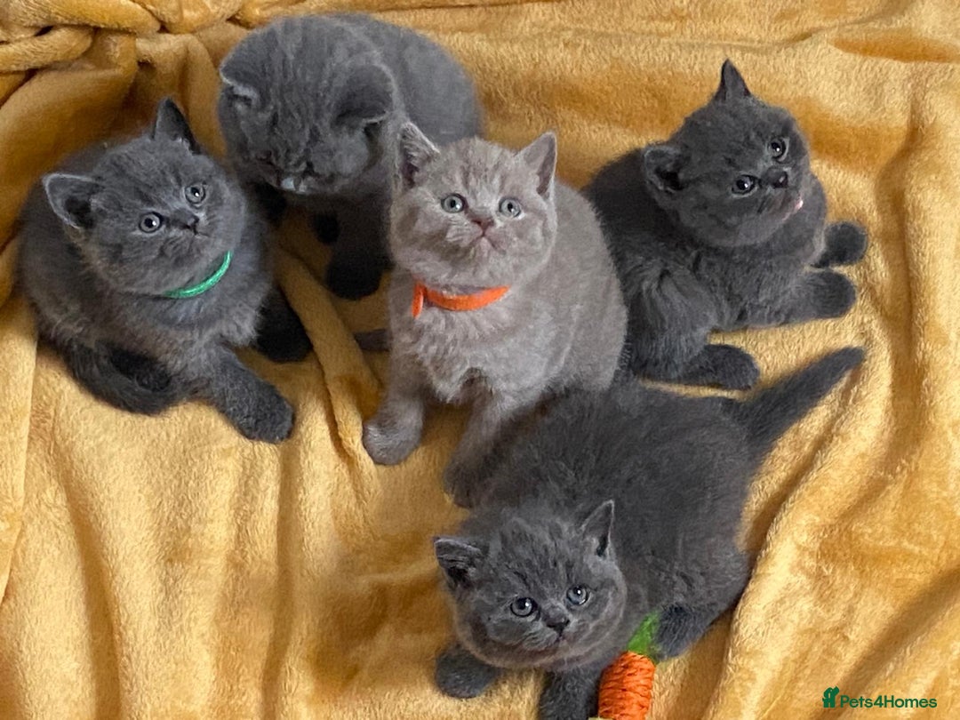 British Shorthair cats for sale: British Shorthair Kittens - Image 1
