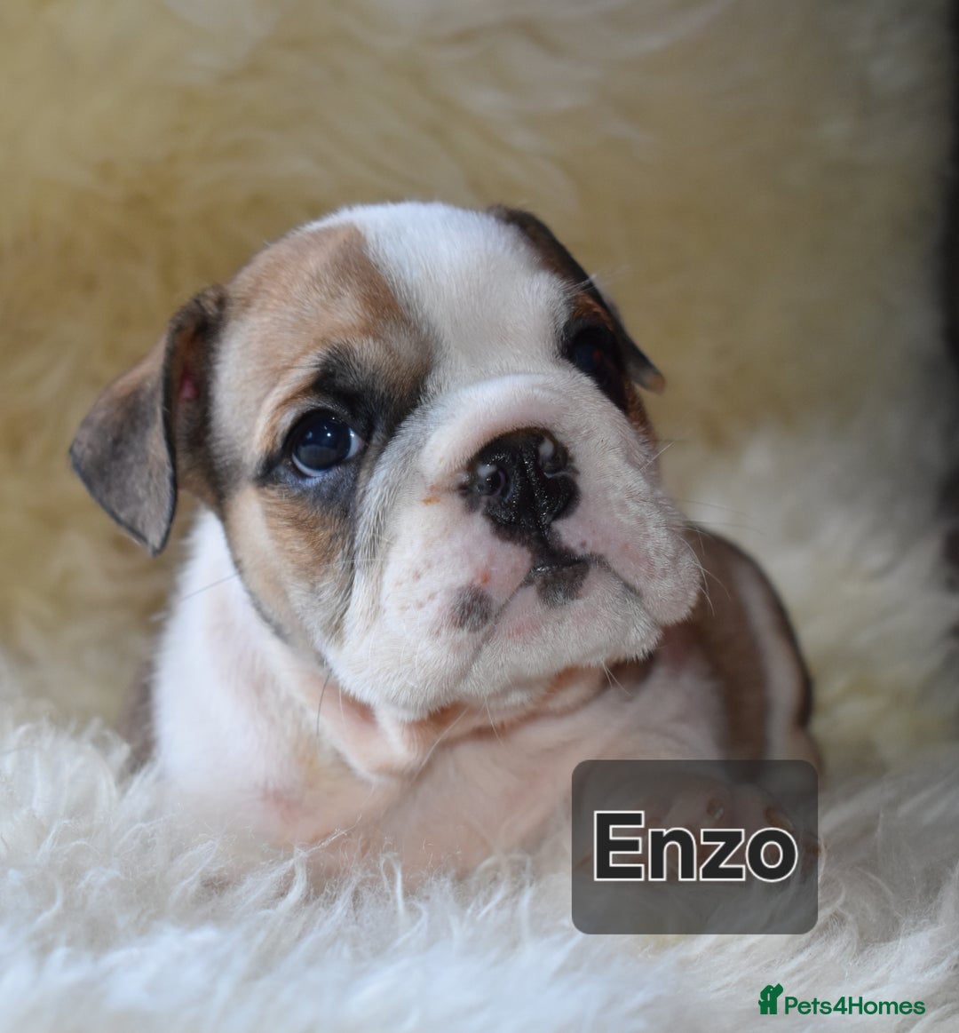 English Bulldog dogs for sale: Outstanding British Bulldogs NEIBULL Champ lines - Advert 10